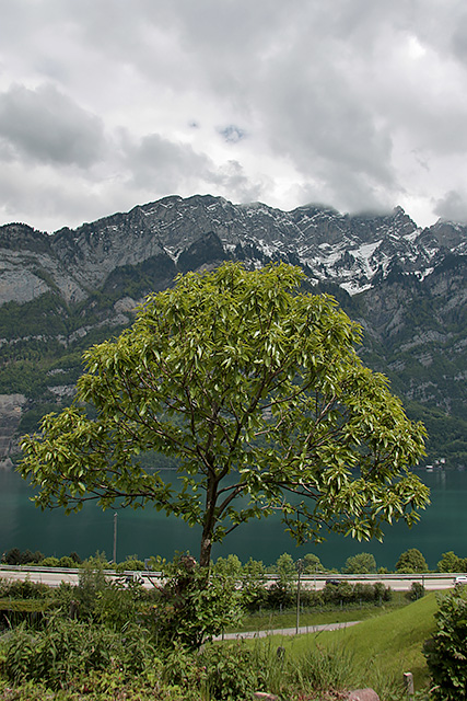 Der Edelkastaneinbaum Bouche de Bétizac aus Distanz betrachtet. Im Hintergrund der Walensee und die Berge.