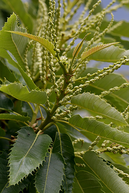 Der Edelkastanienbaum Bouche de Bétizac ist voll mit männlichen Blütenständen, die kurz vor der Blüte stehen. Auch die Weiblichen haben sich in der Zwischenzeit dazu gesellt.