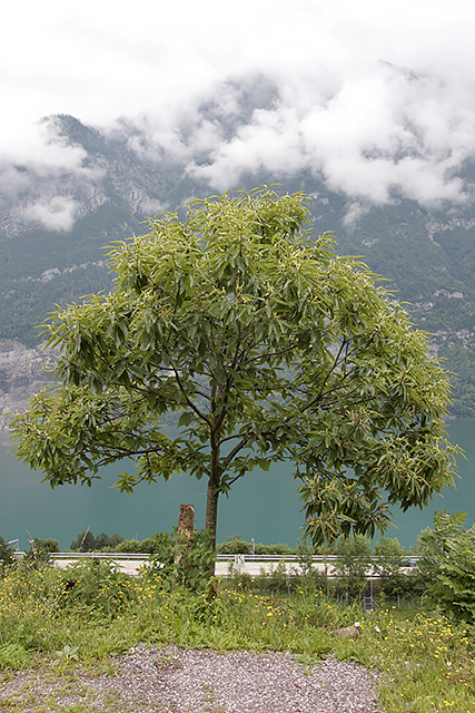 Der Edelkastaneinbaum Bouche de Bétizac aus Distanz betrachtet. Im Hintergrund der Walensee und die Berge.