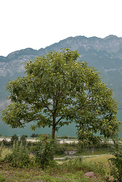Kastanienbaum Bouche de Bétizac aus Distanz betrachtet, im Hintergrund der Walensee.