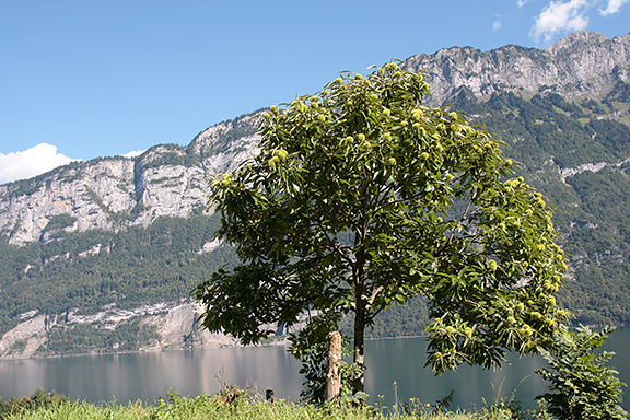 Edelkastanienbäume der Sorte Bouche de Bétizac.