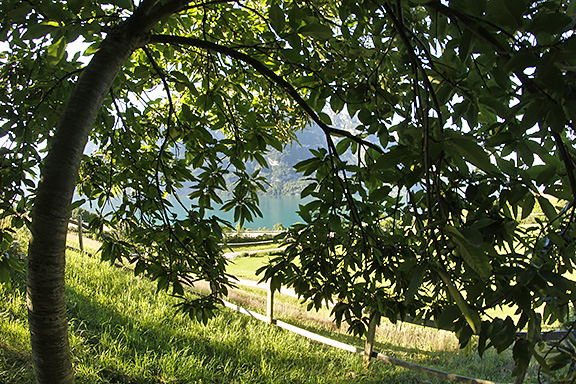 Fotografie mit Fisheye unter dem Edelkastanienbaum.