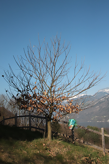 Edelkastanienbaum der Sorte Brunella aus Distanz betrachtet.