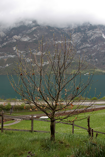 Edelkastanienbaum Brunella bei Regenwetter.