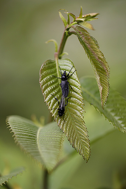 Insekten bei der Paarung auf einem Edelkastanienblatt.