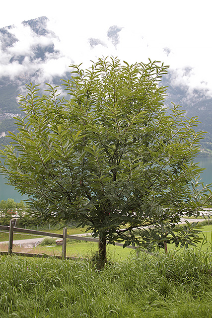 Edelkastanienbaum der Sorte Brunella in seiner vollen Grösse.