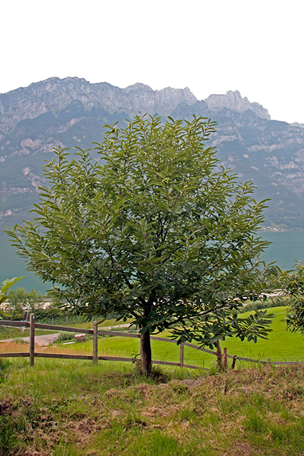 Edelkastanienbaum Brunella aus Distanz betrachtet.