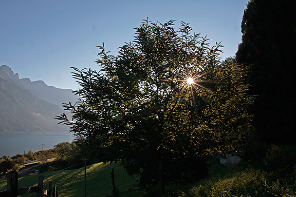 Morgensonne scheint durch die Blätter des Brunellas.
