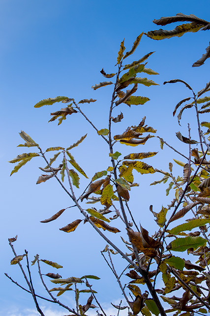 Herbstlich verfärbte Edelkastanienblätter in der Baumkrone.