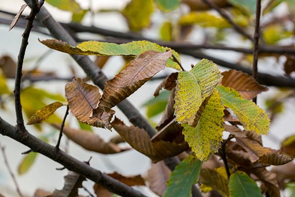 Herbstlich verfärbte Edelkastanienblätter.