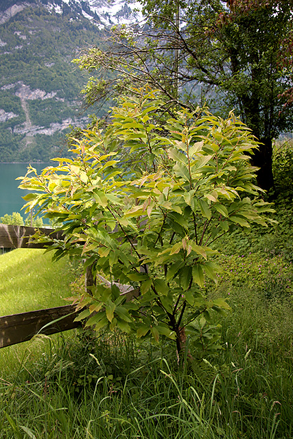 Der junge Edelkastnienbaum (Castanea sativa).