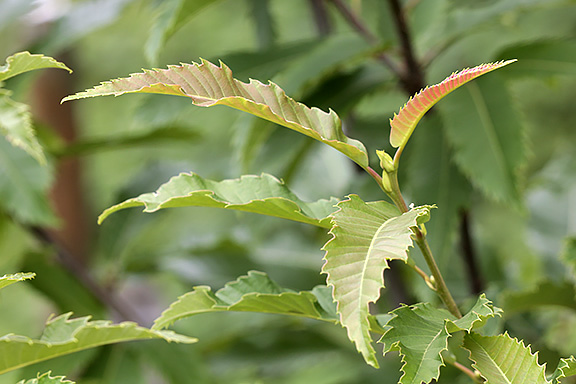 Der Junge Edelkastanienbaum zeigt uns stolz seine neunen gezähnten Blätter.