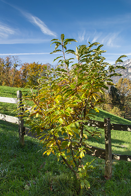 Junger Edelkastanienbaum im goldenen Herbstlicht.