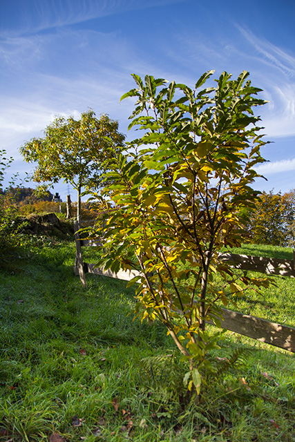 Junger Edelkastanienbaum im goldenen Herbstlicht. Blick zum Bouche de Bétizac.