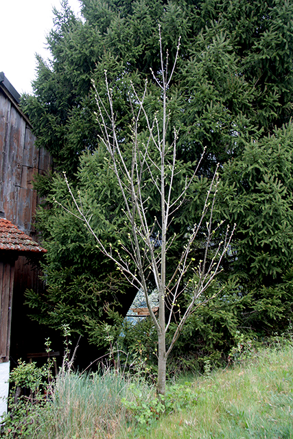 Auch beim wilden Edelkastanienbaum sind die Knospen aus Distanz sichtbar.