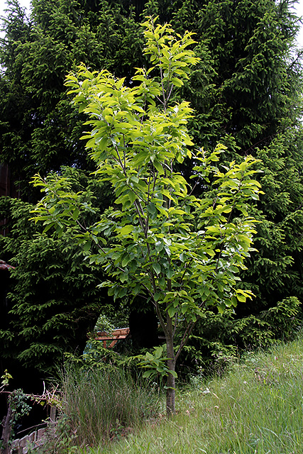 Der wildgewachsene Edelkastanienbaum (Castanea sativa) in seiner vollen Pracht.