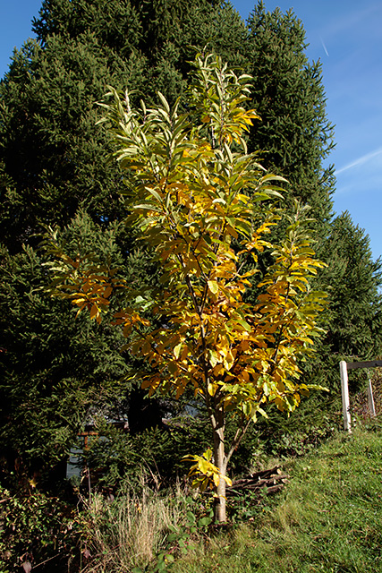Der Wilde Edelkastanienbaum im herbstlich warmen Sonnenlicht.