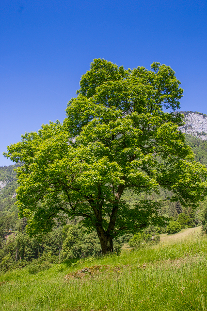 Mächtiger Edelkastanienbaum in Berschis (SG), mit einem Stammumfang von 2.48 Meter.