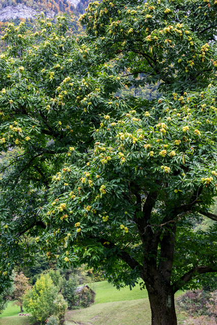 Ein Blick in die Baumkrone zeigt die Menge an Igel und Früchte, die dieser Kastanienbaum trägt.