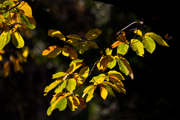 Zauberhaftes Licht- und Schattenspiel in den farbigen Blätter.