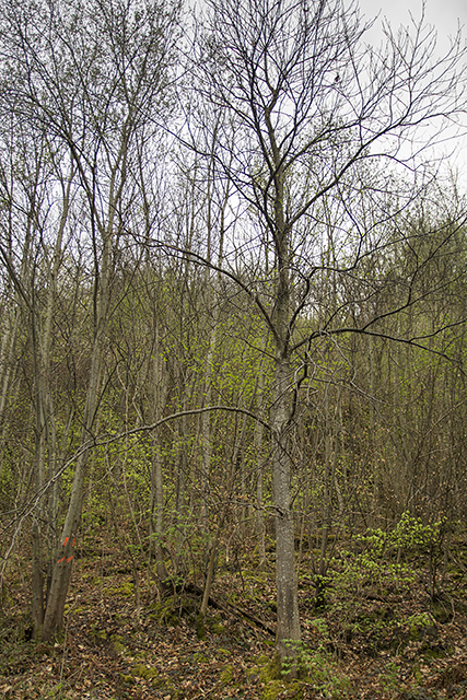 Murger Edelkastanienbaum im Wald aus Distanz betrachtet.