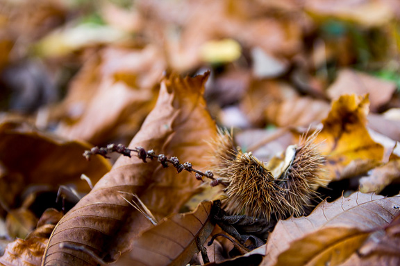 Leere stacheliger Igel am Boden, umgeben von den gezähnten Edelkastanienblätter.