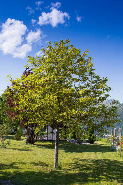 Edelkastanienbaum in Obstalden, oberhalb des Walensees.