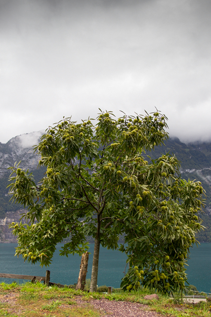 Edelkastanienbaum Bouche de Bétizac oberhalb des Walensees.