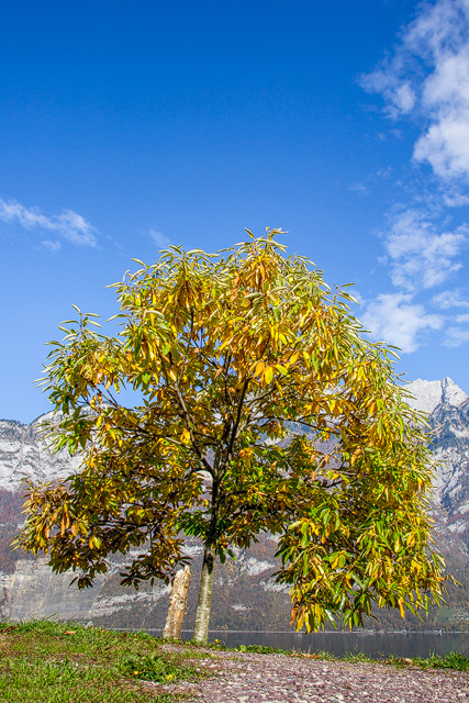 Edelkastanienbaum Bouche de Bétizac im farbigen Herbstlaub.
