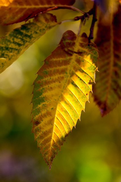 Herbstlich verfärbt: Grün, Gelb und Orange-Braun.