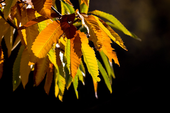 Herbstblätter im Gegenlicht.