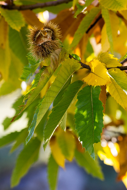 Letzter leerer Igel umrahmt von farbigen Herbstblätter.
