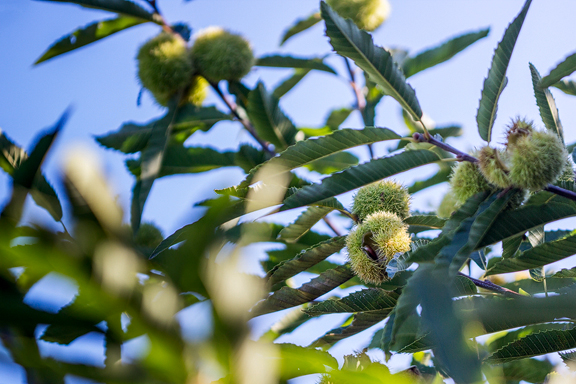Offene noch grüne Fruchtbecher am Edelkastanienbaum Brunella.