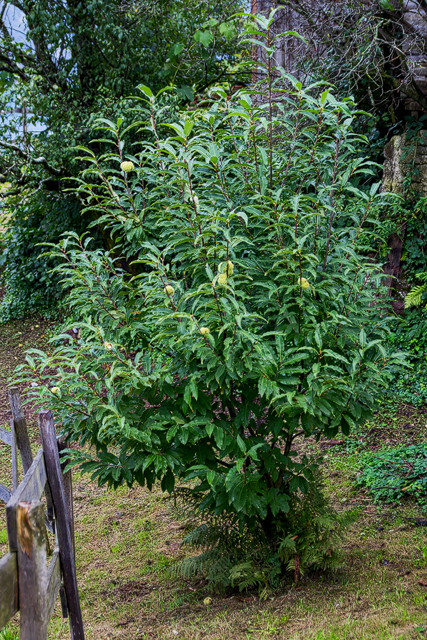 Junger Edelkastanienbaum.