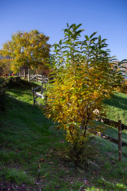 Junger Edelkastanienbaum im bunten Herbstkleid.