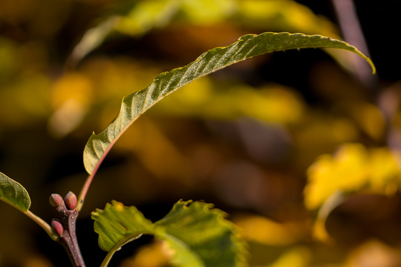 Mit Tau benetzte Blätter sonnen sich in der milden Herbstsonne.