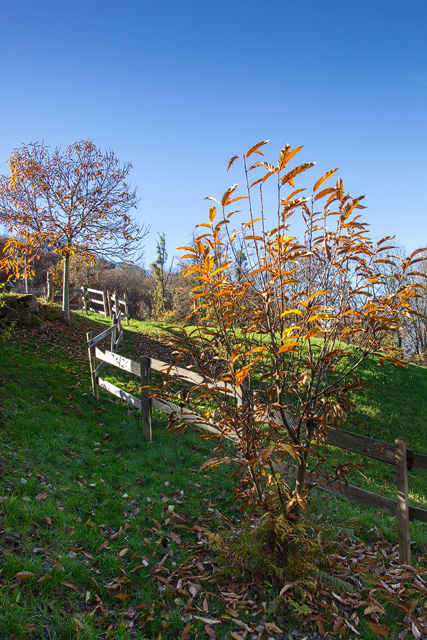 Im Vordergrund der Junge Edelkastanienbaum, im Hintergrund Bouche de Bétizac.