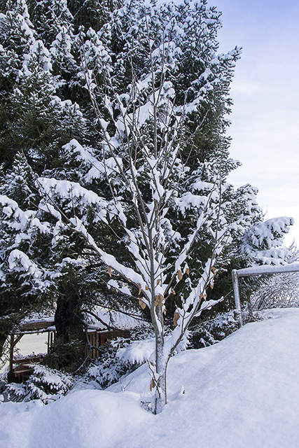 Wilder Edelkastanienbaum im Schnee.
