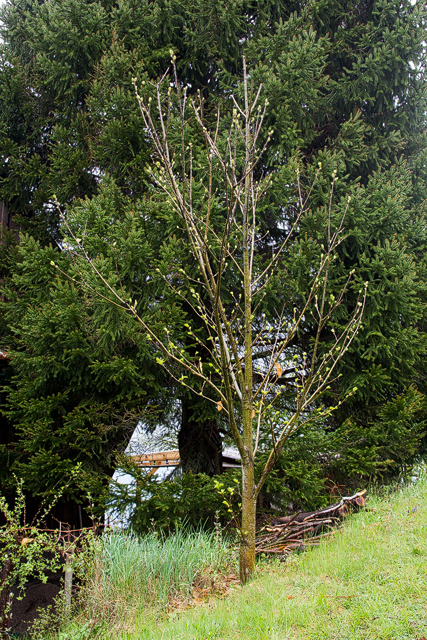 Wild gewachsener Edelkastanienbaum.