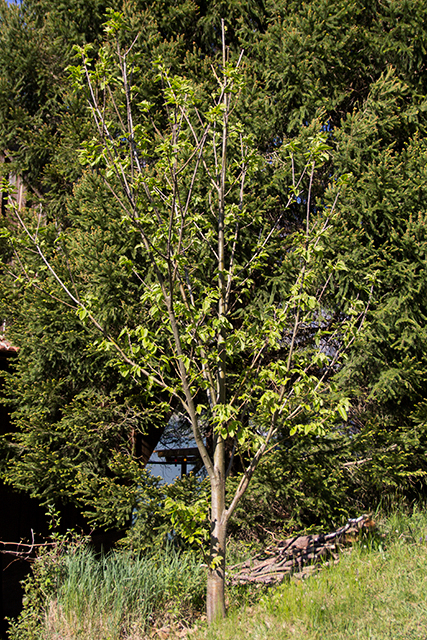 Wild gewachsener Edelkastanienbaum aus Distanz betrachtet.