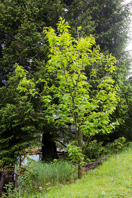 Wild gewachsener Edelkastanienbaum (Castanea sativa).