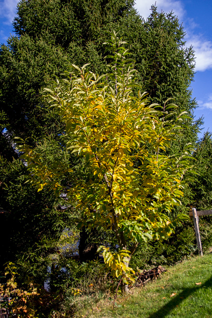 Wildgewachsener Edelkastanienbaum im farbigen Herbstkleid.
