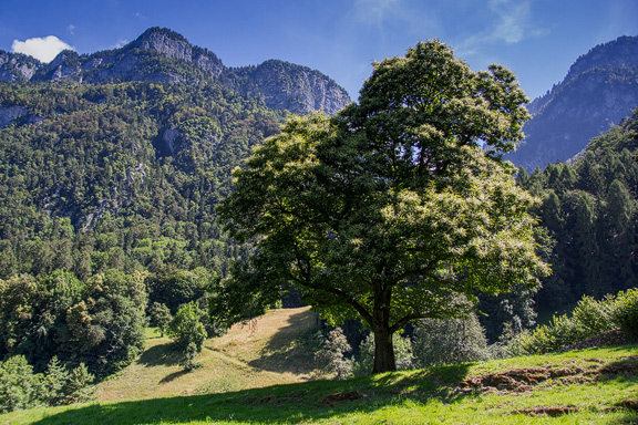 Der alte Edelkastanienbaum in Berschis steht in Vollblüte.