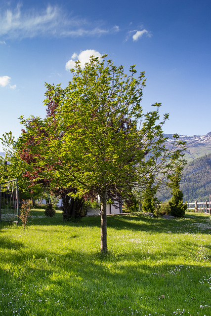 Dieser Edelkastanienbaum in Obstalden steht in einer privaten Gartenanlage.