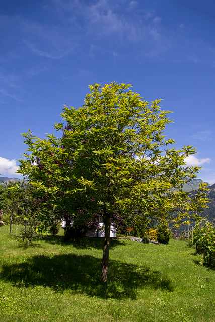 Edelkastanienbaum in Obstalden.