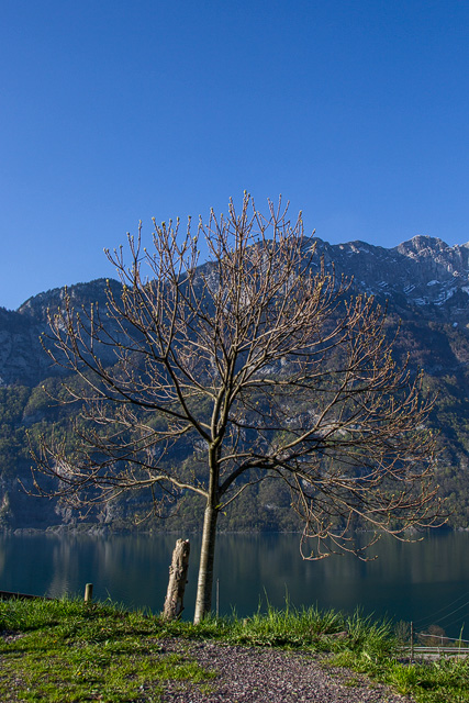Edelkastanienbaum Bouche de Bétizac über dem spiegelglatten Walensee.
