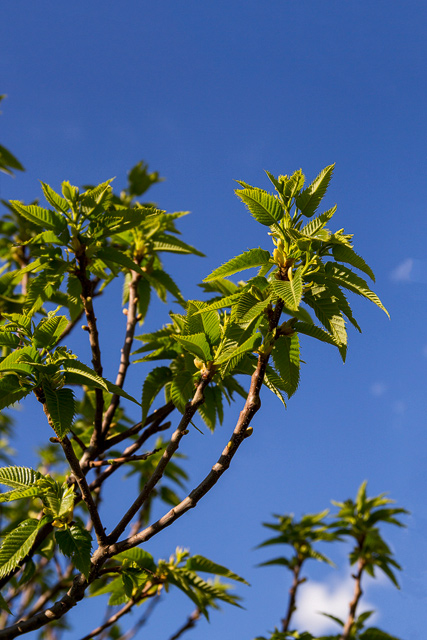 Sicht nach oben zeigt die noch jungen Kastanienblätter und strahlend blauer Himmel.