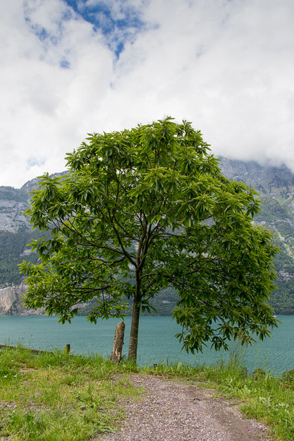 Edelkastanienbaum Bouche de Bétizac in seiner vollen Gröse oberhalb des türkisgrünen Walensee.