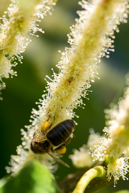 Biene labt sich an den männlichen Blüten.