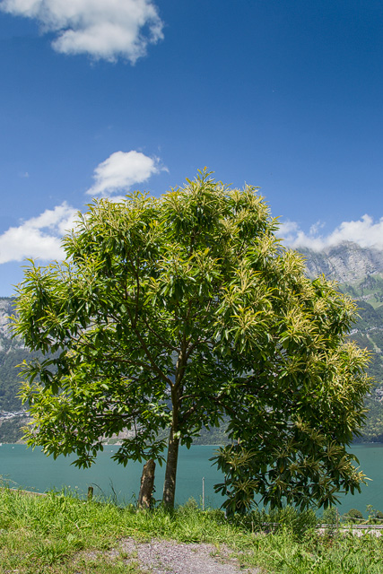 Edelkastanienbaum Bouche de Bétizac in seiner vollen Gröse oberhalb des türkisgrünen Walensee.